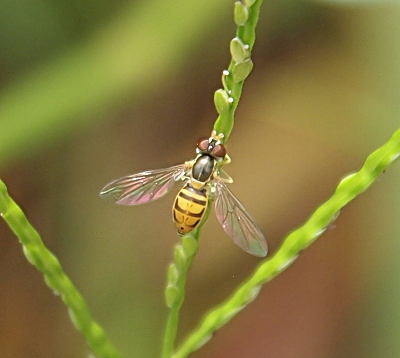 [The fly is perched on a thin green stem. It has two large brown eyes. The middle segment of its body is black. The hind segment is yellow and with a repeating pattern of black stripes and dots. Its wings are clear, but appear to have tinges of pink due to the lighting.]